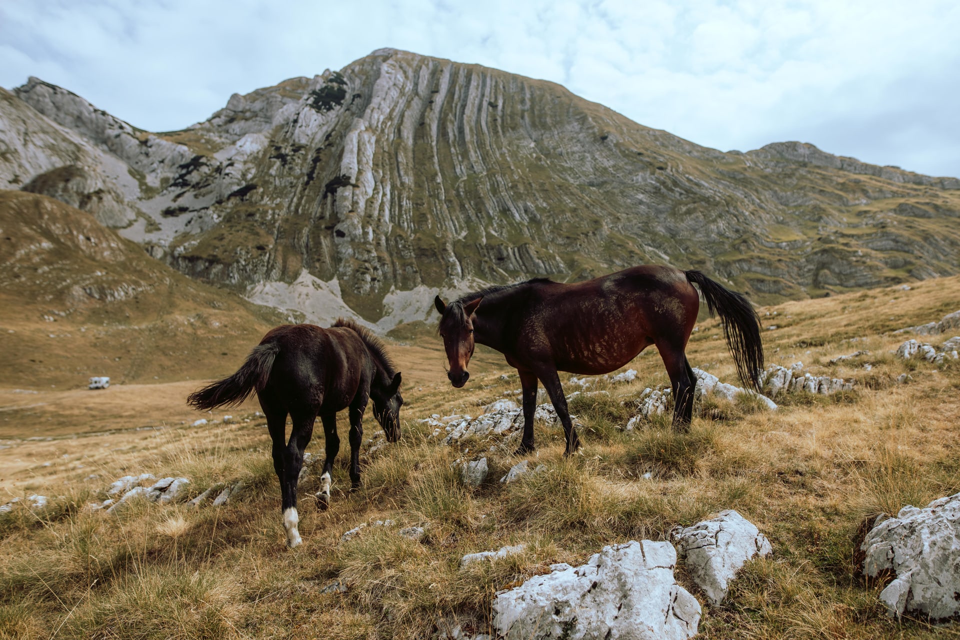 Montenegro, 7