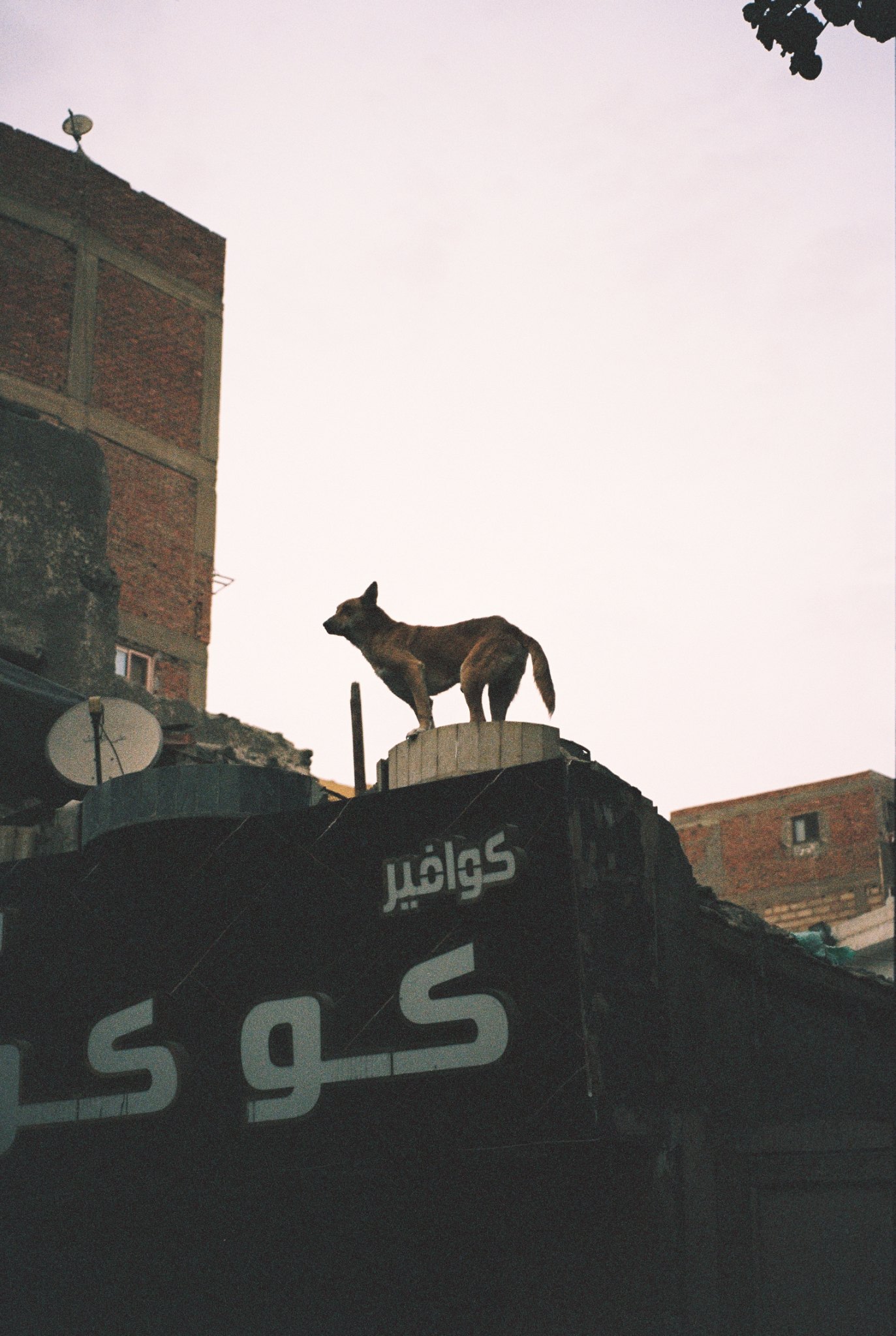 Cairo, 11