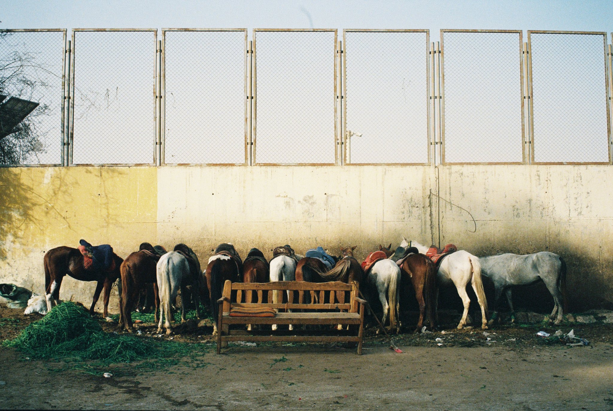 Cairo, 14